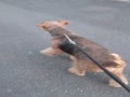 生肉を与える様になって変わった我家のエアデーㇽ 生肉を与える様になって変わった我家のエアデーㇽ
